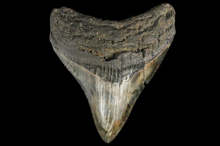 Fossil Megalodon Tooth - South Carolina #130724